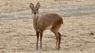 鸟兽虫鱼，古今共识——蝌蚪五线谱带你探索成语中的动物奥秘